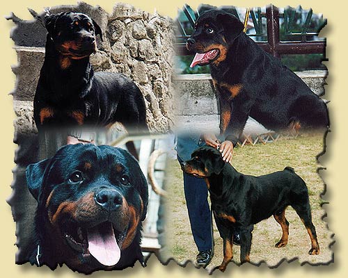 top rottweiler breeders in philippines beracah rottweilers top rottweiler breeders in philippines beracah rottweilers